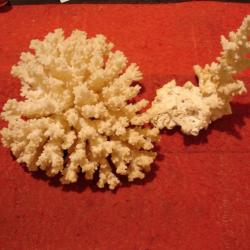Superbe Corail , lot de 2, espèce à identifier  collection  déco