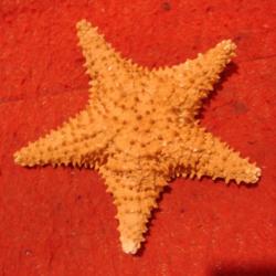 Très belle étoile de mer  collection  déco