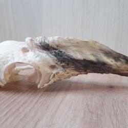 Crâne de calao à cuisses blanches ; Bycanistes albotibialis #L21(7)