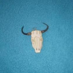 Pendentif crâne de BISON en OS ! Collection, Indianiste, Cowboy, Country !