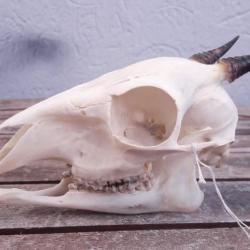 Crâne de Céphalophe noir ; Cephalophus niger #A9(3)