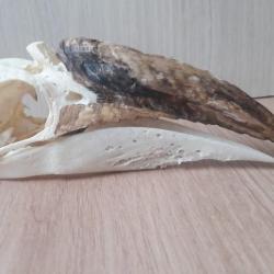 Crâne de calao à cuisses blanches ; Bycanistes albotibialis #L21(8)
