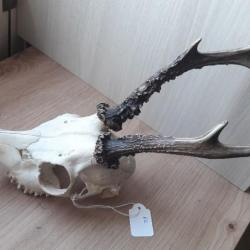 Crâne de chevreuil avec pathologie " wry nose " #632