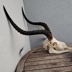 Crâne d' Impala avec mâchoire ( Aepyceros melampus ) #3101