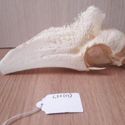 Crâne de calao à cuisses blanches ; Bycanistes albotibialis #L21(13)