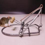 SWISSINNO Laine d'acier Stop Rongeurs Contre Les Souris, Rats