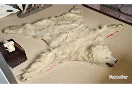Les images d'un ours polaire squelettique au Nunavut bouleversent les  internautes
