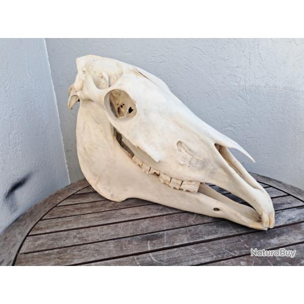 Crne de cheval #3108(1)