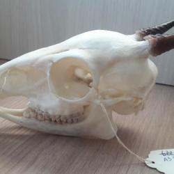 Crâne de Céphalophe noir ; Cephalophus niger #A9(7)