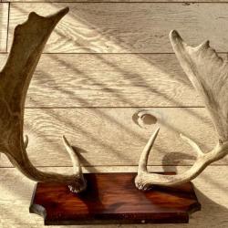 TROPHÉE DE CHASSE MASSACRE ÉLAN OBJET DE CURIOSITÉS