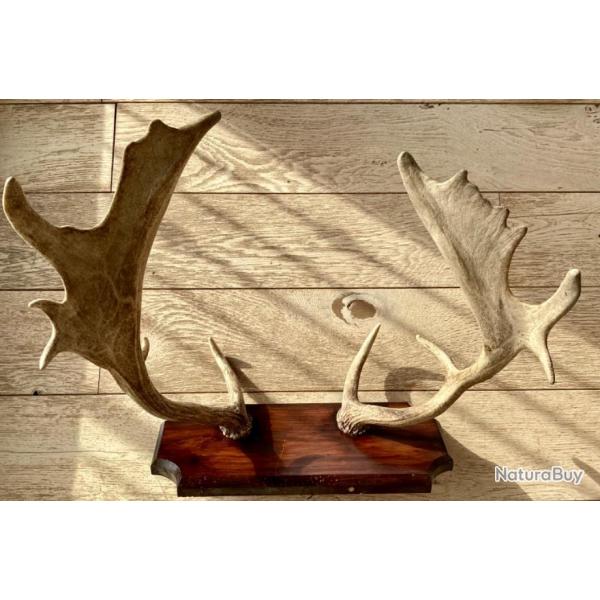 TROPHE DE CHASSE MASSACRE LAN OBJET DE CURIOSITS