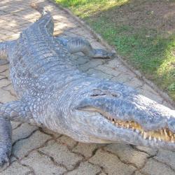 Trophée Crocodile 4m taille réelle