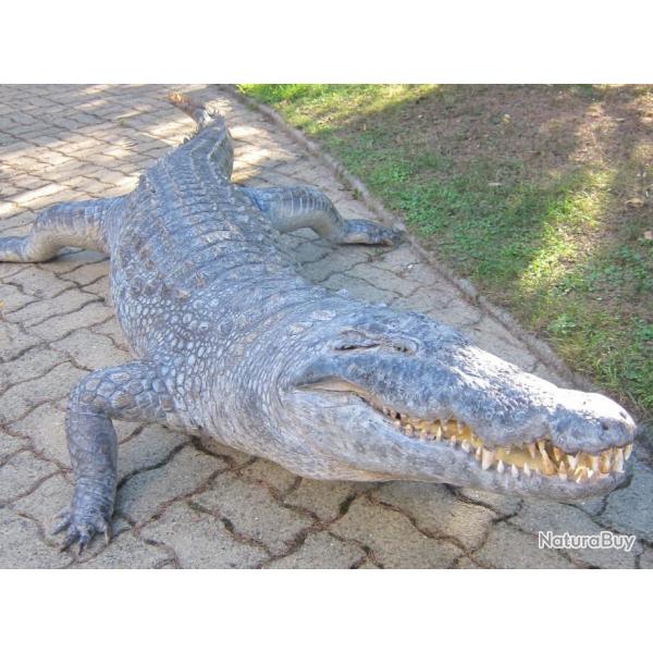 Trophe Crocodile 4m taille relle