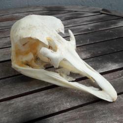 Crâne d'Autruche ; Struthio camelus #2307