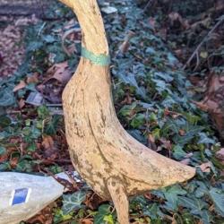 Étonnant appeau canard XIXÈME en bois sculpté retrouvé dans une ferme de Chalosse