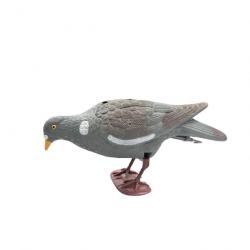 Appelant pigeon qui picore