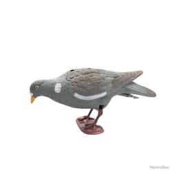 Appelant pigeon qui picore