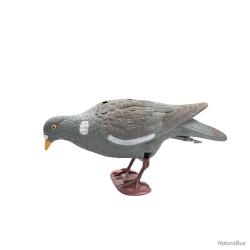 Appelant pigeon qui picore