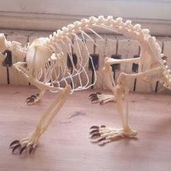 Squelette de Porc-épic nord-américain ; Erethizon dorsata