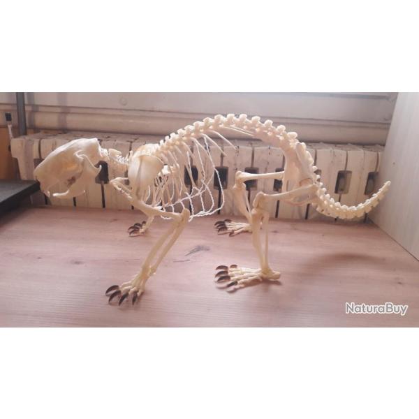 Squelette de Porc-pic nord-amricain ; Erethizon dorsata