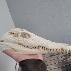 Vrai crâne de crocodile du Nil ; Crocodylus niloticus 34 cm