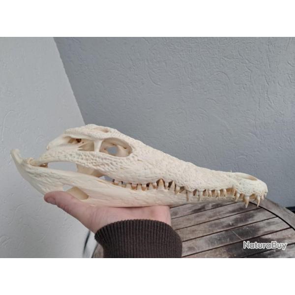 Vrai crne de crocodile du Nil ; Crocodylus niloticus 34 cm