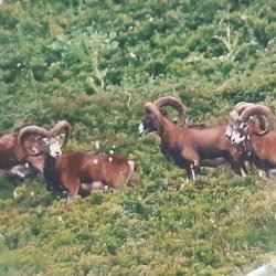 MOUFLON à l'approche