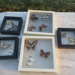 Magnifique collection d'un amateur entomologie de divers authentique papillons Africains naturalisés