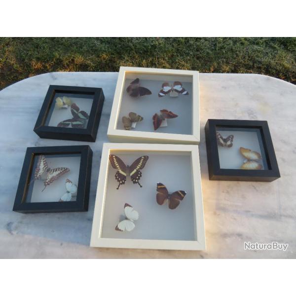 Magnifique collection d'un amateur entomologie de divers authentique papillons Africains naturaliss