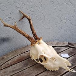 Crâne de chevreuil #706