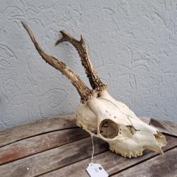 Crâne de chevreuil #710