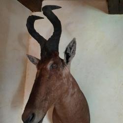 Montage en cape de bubale