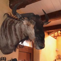 Montage en cape de gnou bleu