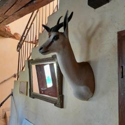 Montage en cape de springbok