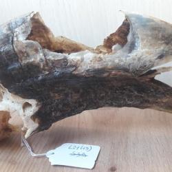 Crâne de calao à cuisses blanches ; Bycanistes albotibialis #L21(19)