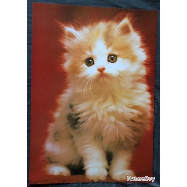Affiche, poster, : un magnifique chaton 43 x 61 cm