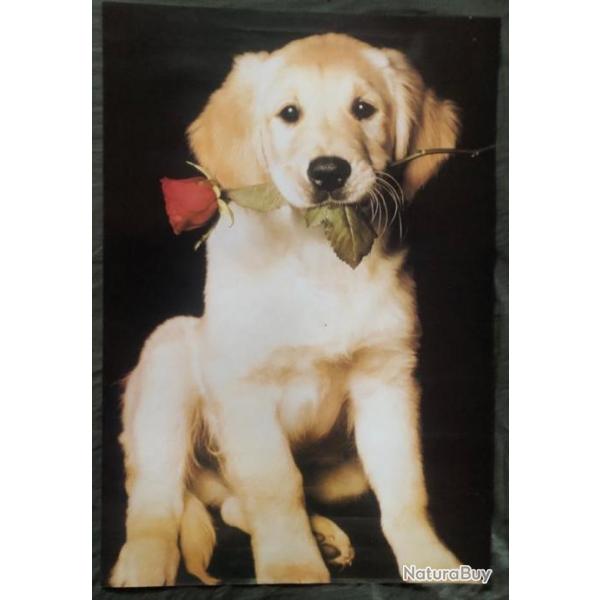 Affiche, poster, : un beau bb Labrador 43 x 61 cm