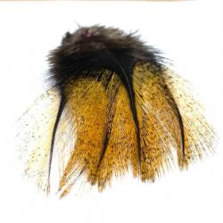 Coq Pardo de leon flor d'escobar, les 10 plumes origine France