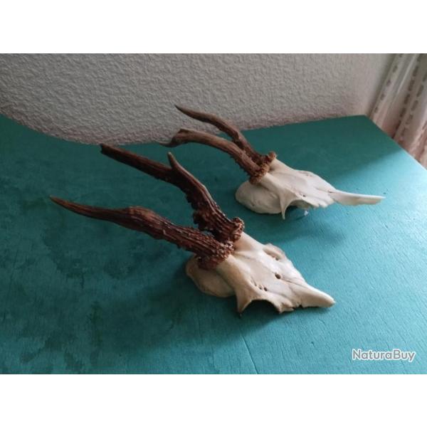 2 TROPHEE CHEVREUIL BROCARD PARTICULIER TAXIDERMIE CHASSE CERF