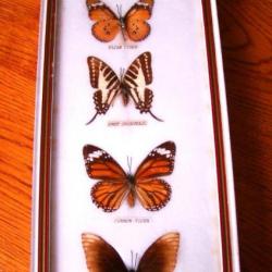 5 TRES JOLIS PAPILLONS EXOTIQUES SOUS CADRE EN BOIS + VITRE FACE + COTON + VERRE ARRIERE -