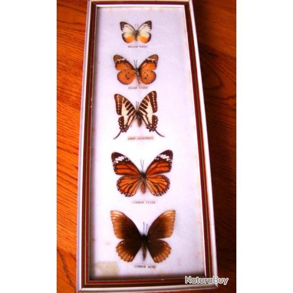 5 TRES JOLIS PAPILLONS EXOTIQUES SOUS CADRE EN BOIS + VITRE FACE + COTON + VERRE ARRIERE -