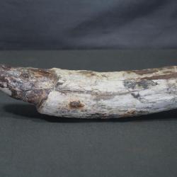 Fragment de défense fossilisée de jeune mammouth laineux, Pléistocène, Mer du Nord