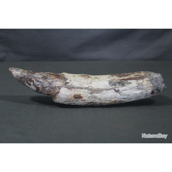 Fragment de dfense fossilise de jeune mammouth laineux, Plistocne, Mer du Nord