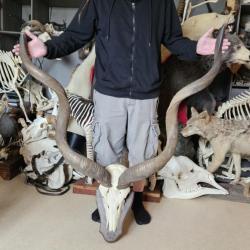 Trophée de Grand Kudu ; Tragelaphus strepsiceros #2801