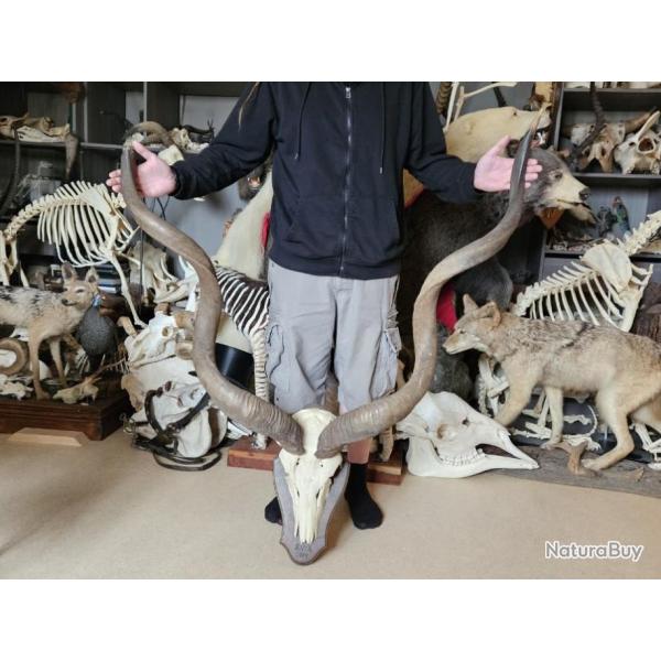 Trophe de Grand Kudu ; Tragelaphus strepsiceros #2801