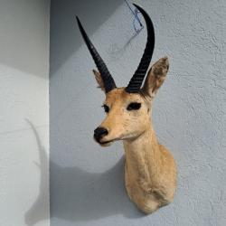 Taxidermie de grand Cobe des roseaux ; Redunca arundinum