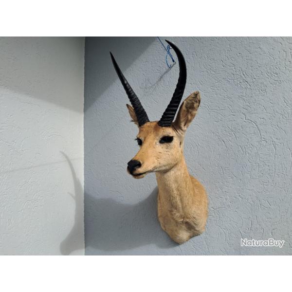 Taxidermie de grand Cobe des roseaux ; Redunca arundinum