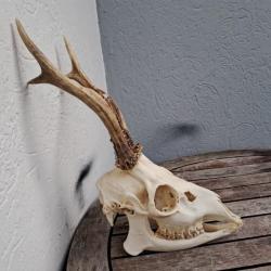 Crâne de chevreuil complet avec mâchoire #724