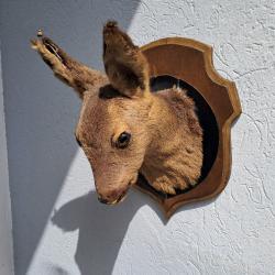 Taxidermie de chevreuil ; Capreolus capreolus #0208(2)