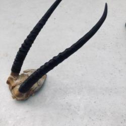 Vends trophée cornes d'antilope hauteur corne 20 cm